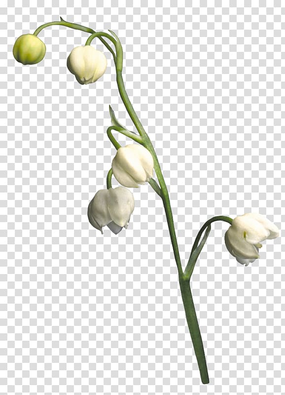 Cut flowers Bud Plant stem, ancient woman who scatters flowers transparent background PNG clipart