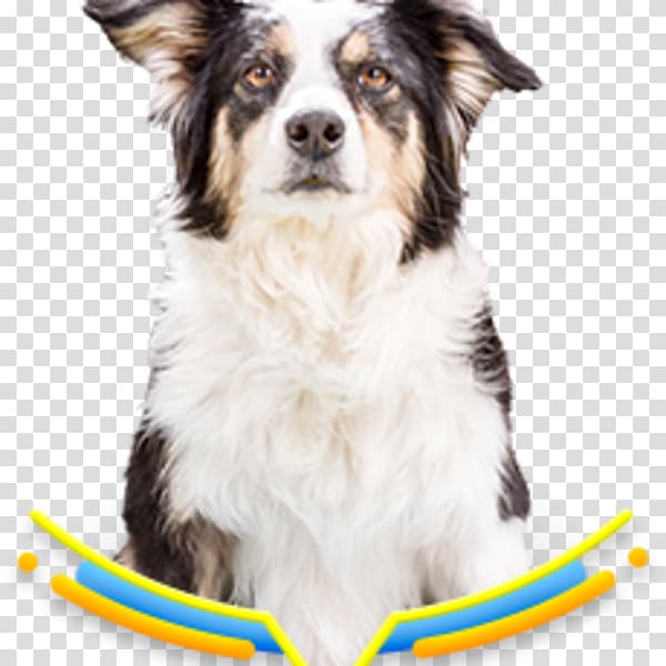 Dog breed Australian Shepherd Miniature American Shepherd Border Collie Rough Collie, Jelly Jamm transparent background PNG clipart