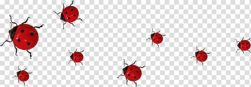 Insect Ladybird Coccinella septempunctata, Ladybug transparent background PNG clipart