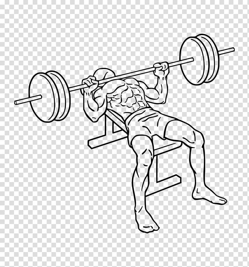 Bench press Barbell Exercise Biceps curl, barbell transparent background PNG clipart