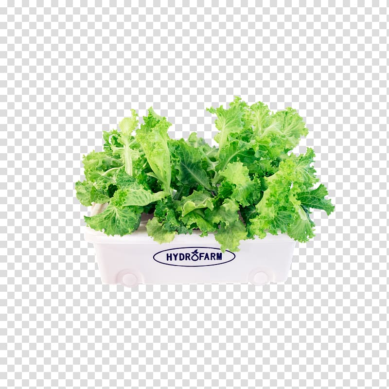 Romaine lettuce Spring greens Salad Assortment Strategies Cultural diversity, Starter Hydroponic Grow Box transparent background PNG clipart