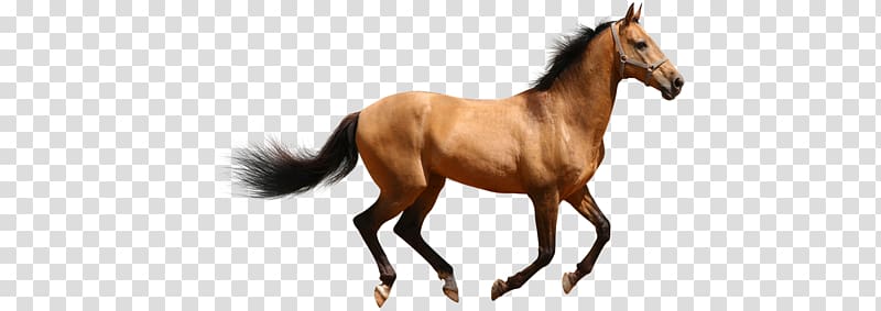 Horse Lion Puppy Cat, horse transparent background PNG clipart Horse Lion Puppy Cat, horse transparent background PNG clipart
