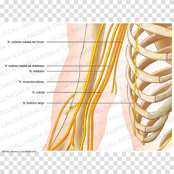 Shoulder Nerve Arm Nervous system Upper limb, arm transparent background PNG clipart