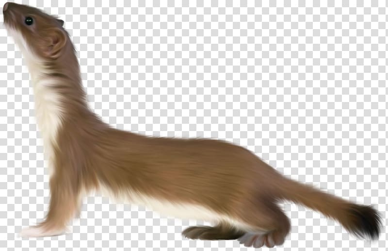 Otter Stoat Ferret , Ferret transparent background PNG clipart