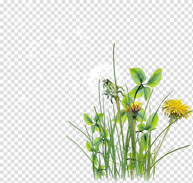 Chrysanthemum indicum Presentation u041au043eu043du0441u043fu0435u043au0442 u0443u0440u043eu043au0430, Grass wild chrysanthemum transparent background PNG clipart