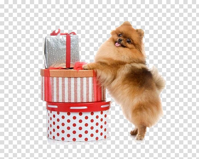 Pomeranian Volpino Puppy Siberian Husky Spitz, puppy transparent background PNG clipart