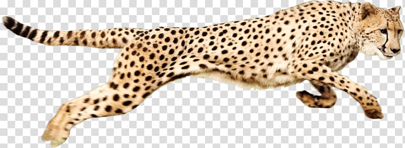 leopard art, Cheetah Running transparent background PNG clipart