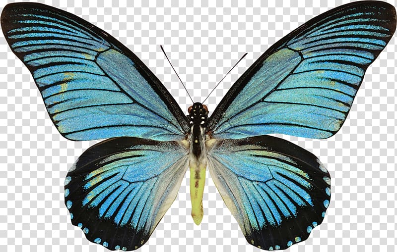 Swallowtail butterfly Histories Papilio zalmoxis Papilio rumanzovia, blue butterfly transparent background PNG clipart