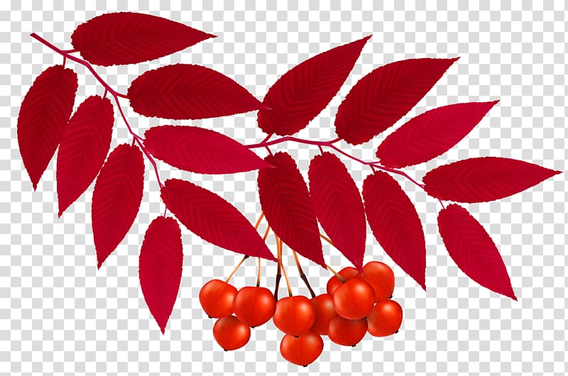red fruit illustration, Autumn leaf color Red , Autumn Red Leaves Decoration transparent background PNG clipart