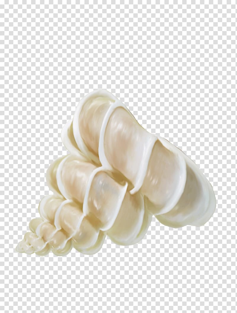 Sea snail Seashell Icon, Conch shell material transparent background PNG clipart