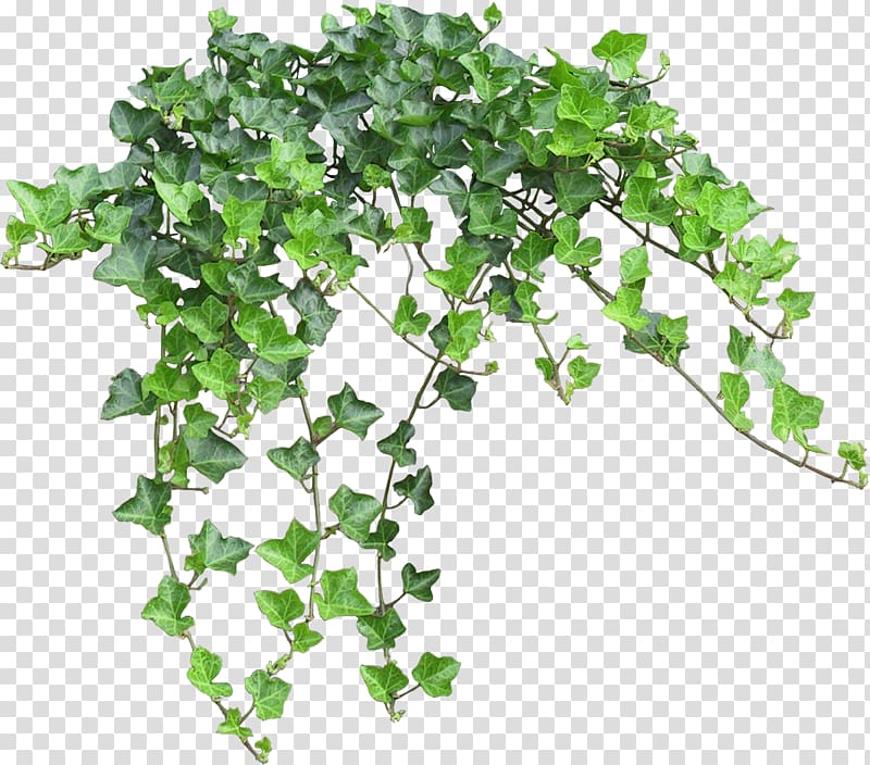 green leafed plant, Computer graphics Chart , bushes transparent background PNG clipart