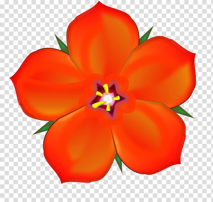 The Scarlet Pimpernel Anagallis arvensis Drawing , others transparent background PNG clipart