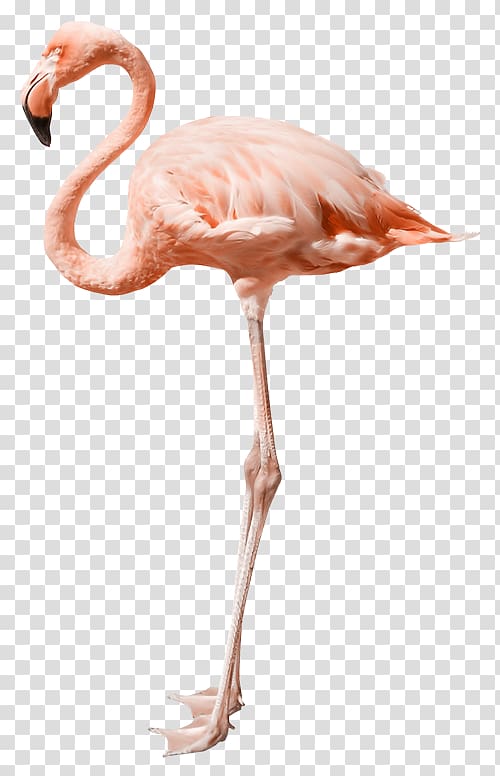 Flamingo , flamingo transparent background PNG clipart