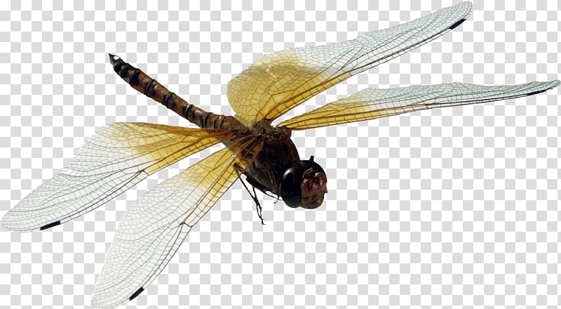 Opera Dragonfly Damselfly Web development tools Titan, Dragonfly transparent background PNG clipart