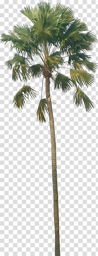 Asian palmyra palm Babassu Palm trees Coconut, coconut transparent background PNG clipart
