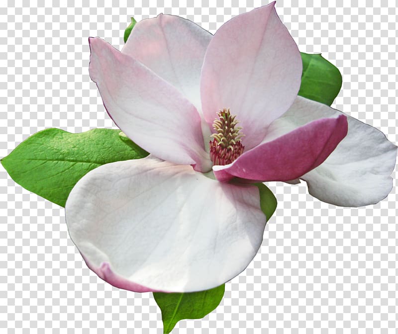 Magnoliaceae Flower RAR, lotus transparent background PNG clipart