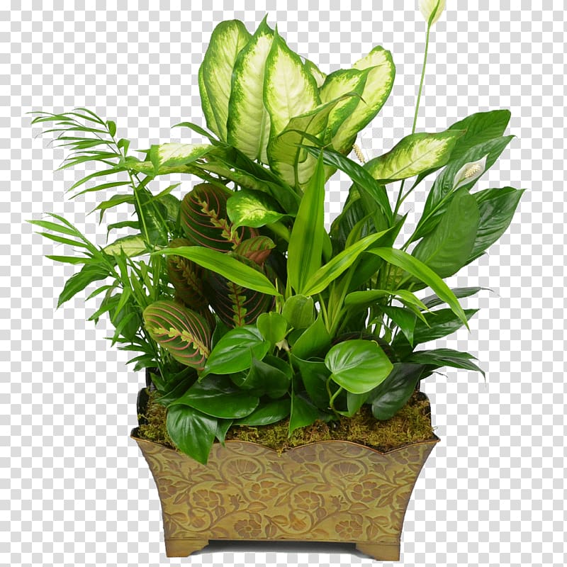 Floristry Flowerpot Houseplant Garden, plants transparent background PNG clipart