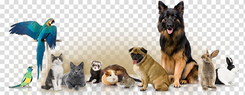 Pet sitting Dog Cat Guinea pig, Pet Shops transparent background PNG clipart