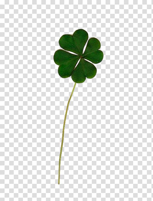 Four-leaf clover Luck White Clover Drawing, Droopy transparent background PNG clipart
