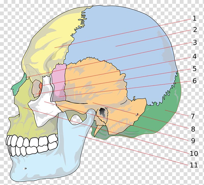 Skull Parietal bone Anatomy Human skeleton, skull transparent background PNG clipart