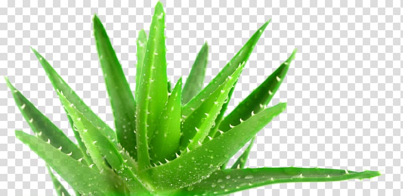 aloe vera plant, Aloe vera Plant Medicine Forever Living Products Health, aloe vera transparent background PNG clipart