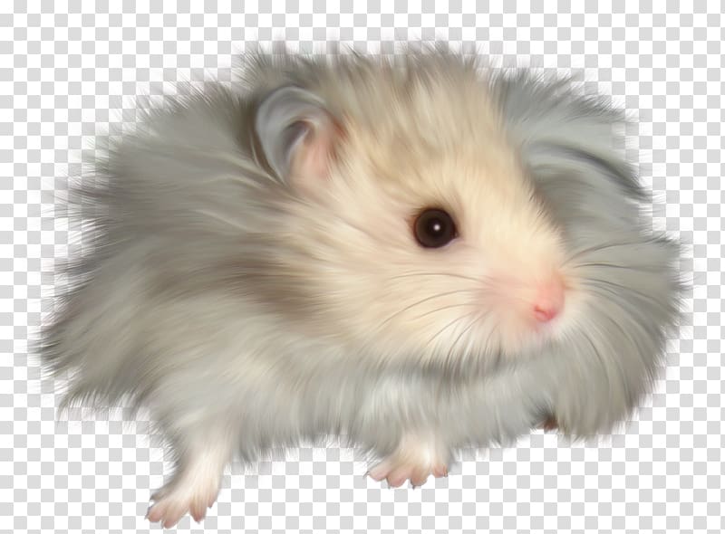 Gerbil Hamster Rat Dormouse Rodent, rat transparent background PNG clipart