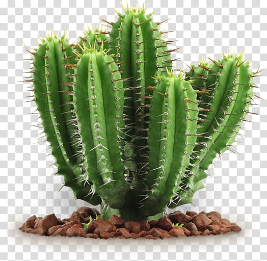 Cactus transparent background PNG clipart