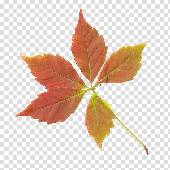 Maple leaf Autumn Deciduous, autumn leaves transparent background PNG clipart