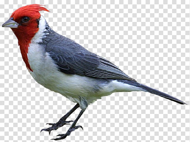 Bird Drawing Northern cardinal , Cute Sparrow transparent background ...