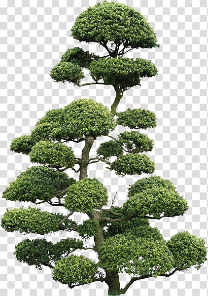 Japanese holly Bonsai Texture mapping Cloud tree, tree transparent background PNG clipart