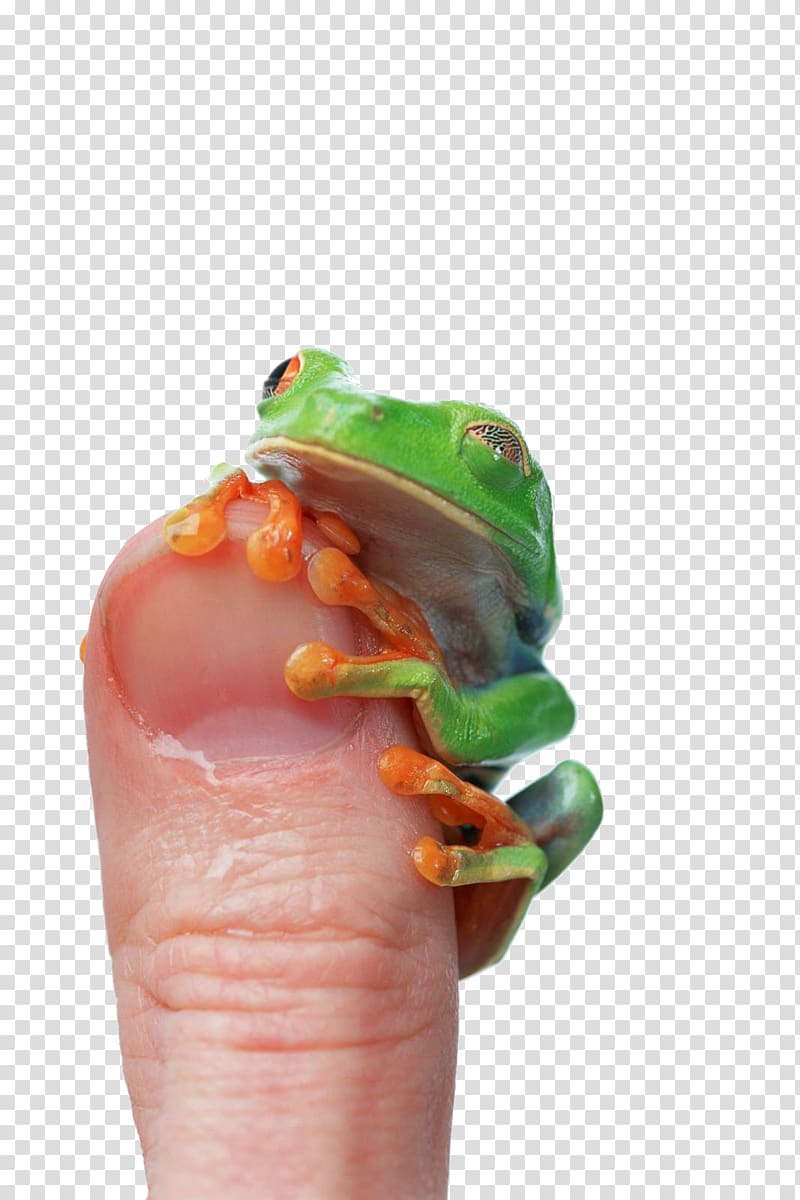 Edible frog Lithobates clamitans Thumb, Green Frog transparent background PNG clipart