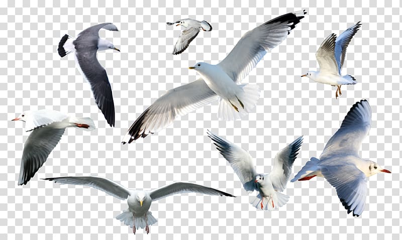seagull collection transparent background PNG clipart