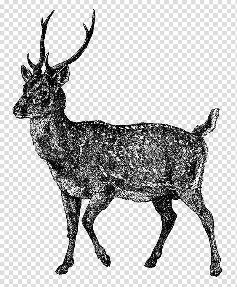 Reindeer Elk Musk deer Horn, japanese style illustration transparent background PNG clipart