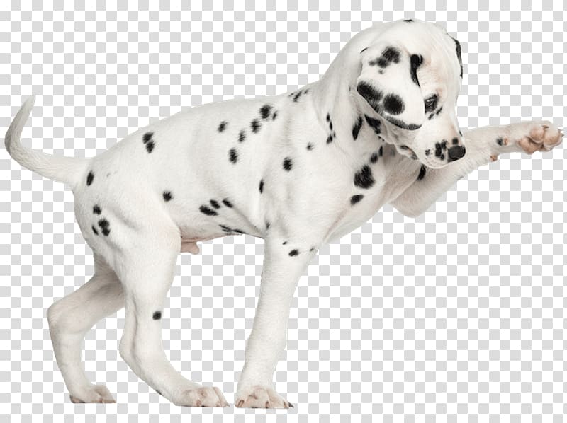 Dalmatian dog Puppy Kitten Chihuahua , puppy transparent background PNG clipart