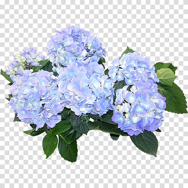 Hydrangea , Green plants transparent background PNG clipart
