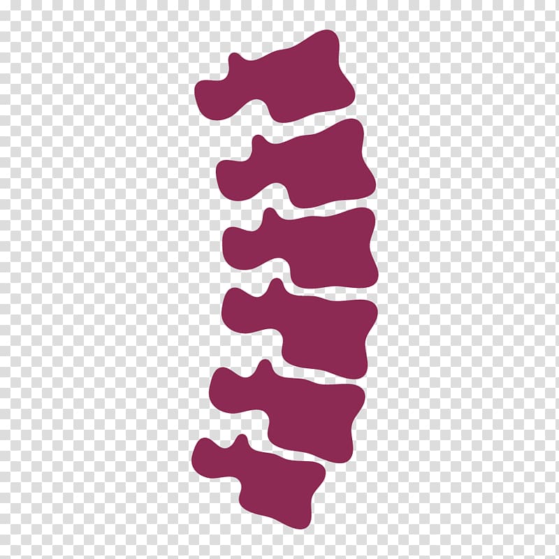 Human vertebral column, others transparent background PNG clipart