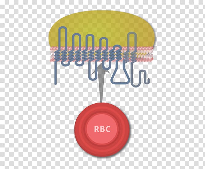 Rh blood group system Red blood cell Human blood group systems Antigen, blood transparent background PNG clipart