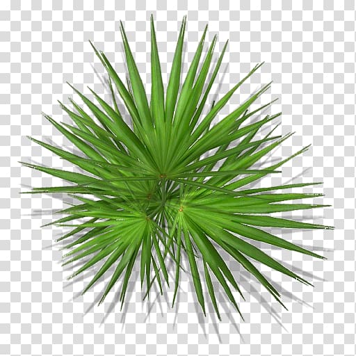 Arecaceae Asian palmyra palm Plant Flower Polyvore, monstera transparent background PNG clipart