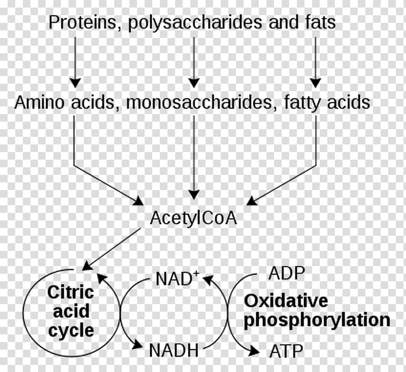 Metabolism Nicotinamide adenine dinucleotide Catabolism Metabolic pathway Cell, others transparent background PNG clipart