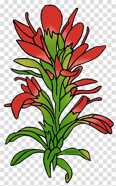 Wyoming Paintbrush Castilleja linariifolia , others transparent background PNG clipart