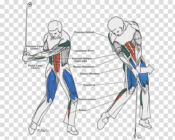 Golf stroke mechanics Core Exercise Strength training, muscles transparent background PNG clipart