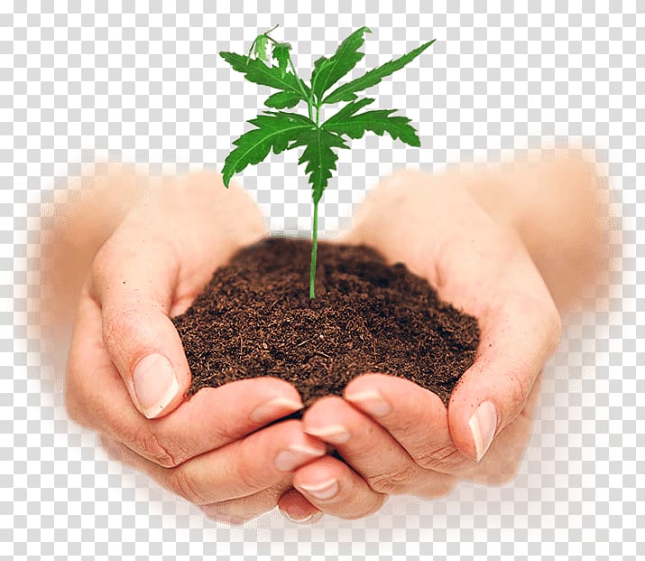 Plant Soil Seedling, plant transparent background PNG clipart