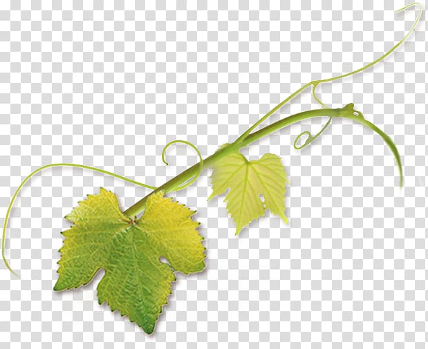 Leaf Grape leaves Pinot noir Tendril Vine, grape leaves transparent background PNG clipart
