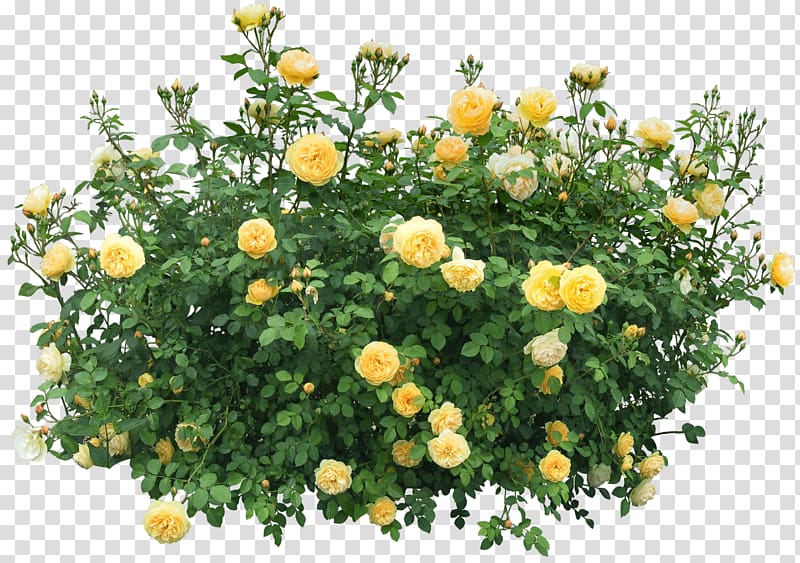 yellow roses and green leaves illustration, Yellow Roses Bush transparent background PNG clipart
