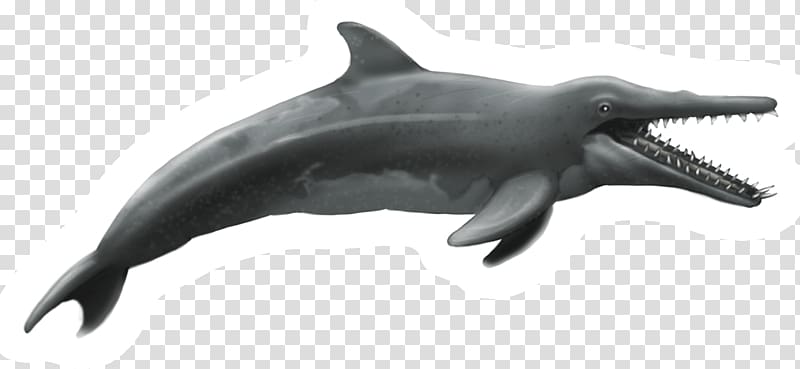New Zealand Rough-toothed dolphin Shark Common bottlenose dolphin Tucuxi, chalk transparent background PNG clipart