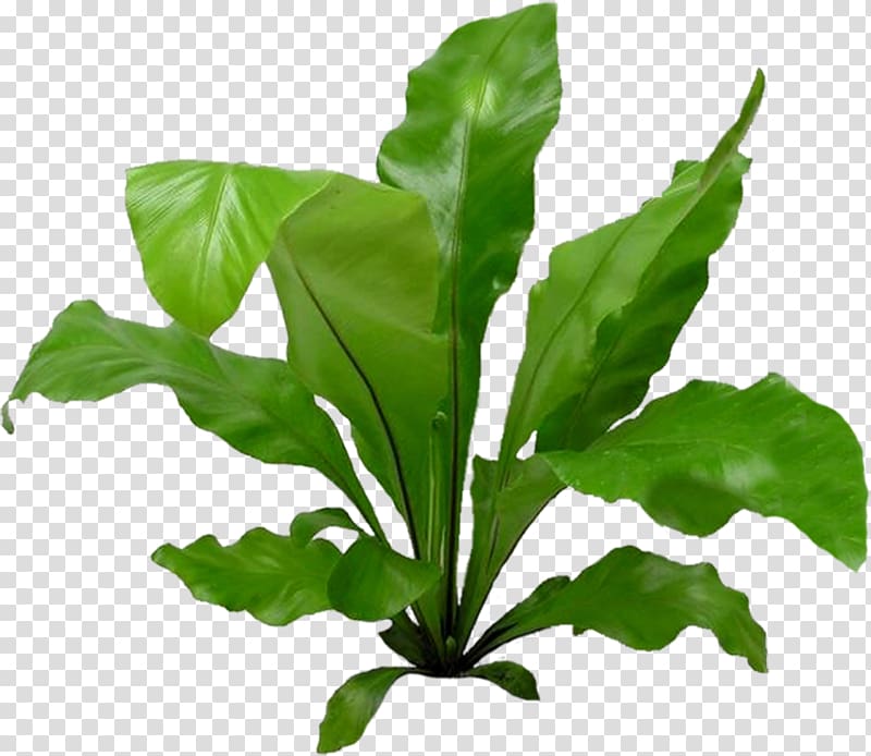 Chard Spring greens Plant Interior Design Services Apartment, plant transparent background PNG clipart