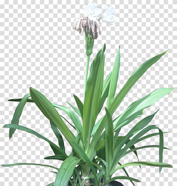 Beach spider lily Embryophyta Flowerpot Houseplant, tropical foliage transparent background PNG clipart