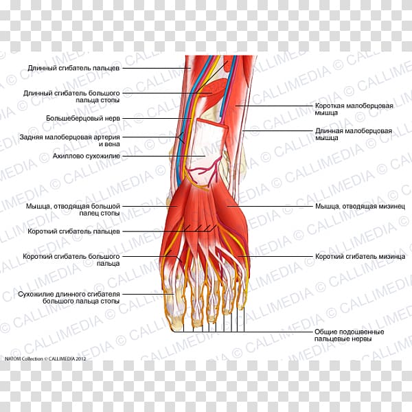 Thumb Nerve Muscle Blood vessel Foot, arm transparent background PNG clipart