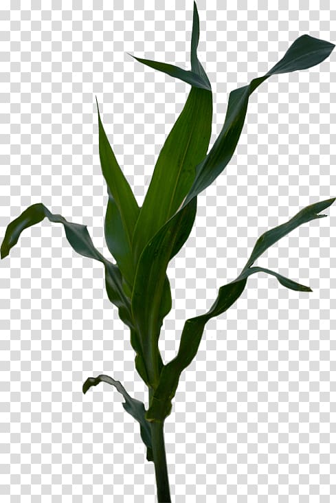 Plant stem Grasses Corn Belt Maize Flower, corn seed transparent background PNG clipart