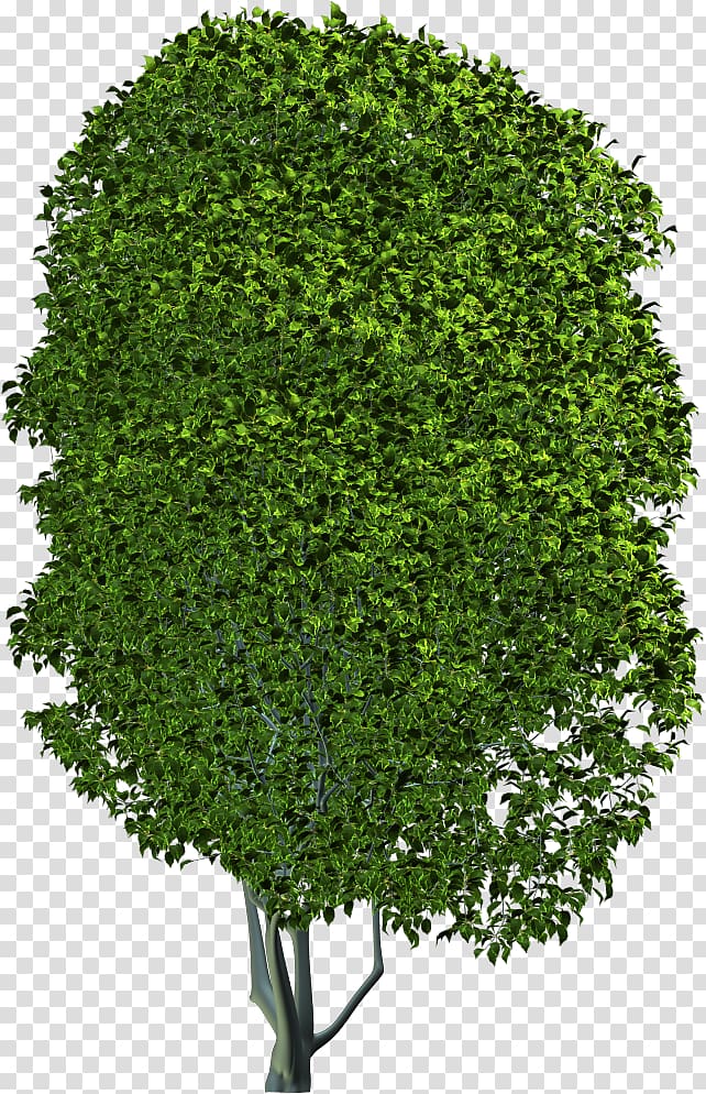 Foundation Blender Compositing Tree, forest transparent background PNG clipart